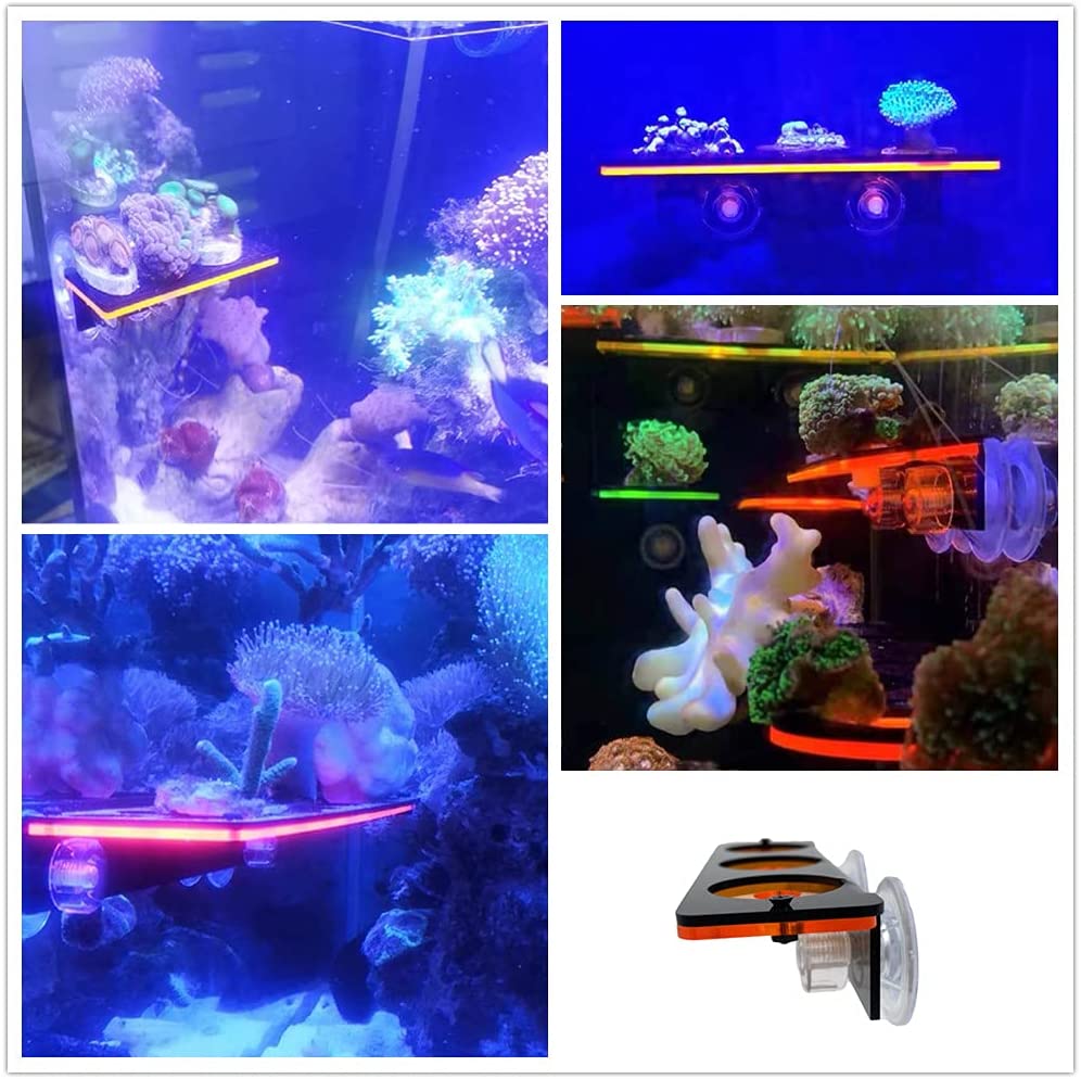 الفلورسنت المرجان Frag التوصيل - مراجعة Marine Aquarium Aquascape وسعره