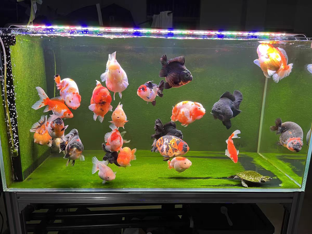 إضاءة LED لأحواض السمك مع نظام - مراجعة Marine Aquarium In Clearwater وسعره